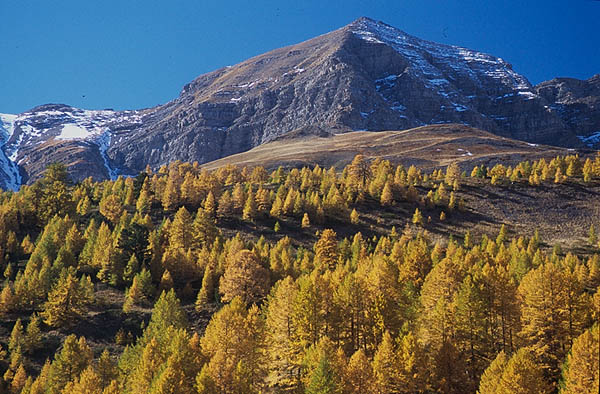 Forest of larch in autumn, near the Col de Vars, Hautes-Alpes.