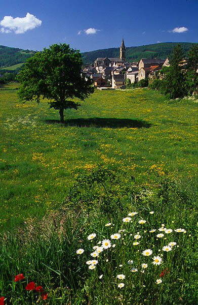 Meadow near Laissac, Aveyron.