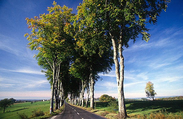 Tree avenue near Uzès, Gard.