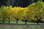 Autumn colours near Bessges, Gard. (129kb)