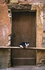 Cat + ochre facade, Roussillon (85kb)