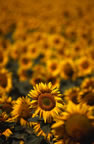Sunflowers, Vienne (59kb)