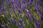 Provencal Lavender (82kb)