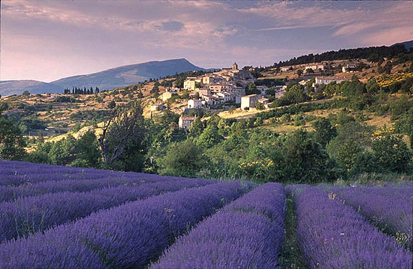 Fields of lavender and village of Aurel, Vaucluse.