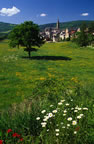 Meadow near Laissac, Aveyron. (130kb)